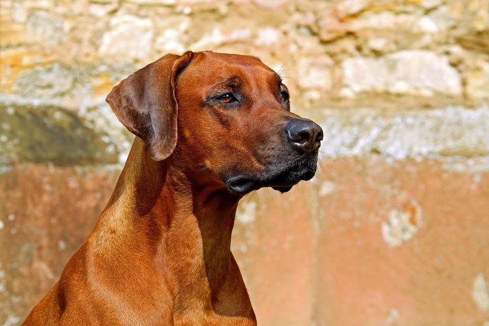 male dogs urinating on objects